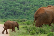 06 - Addo Elephant NP (9)